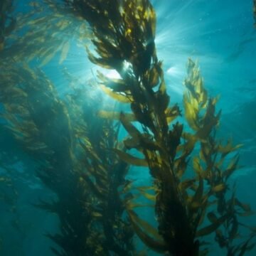 Científicos estudian bosques de algas marinas para protegerlos de la sobreexplotación