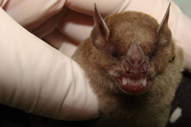 Murciélagos: su vuelo explica por qué son reservorios de virus