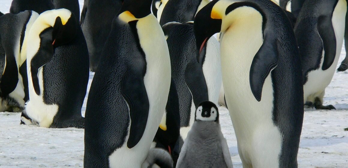 Científicos descubren nuevas colonias de pingüinos desde el espacio en la Antártida