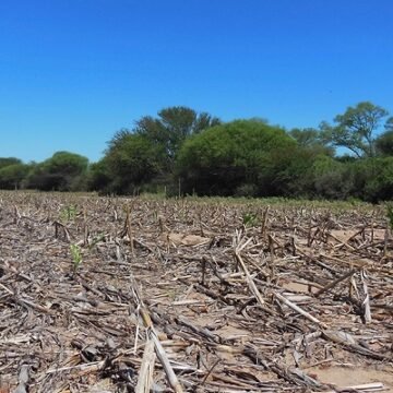 Durante la cuarentena se deforestaron cerca de 50 mil hectáreas