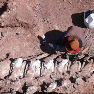 Un dinosaurio hallado en Neuquén podría ser el más grande el mundo