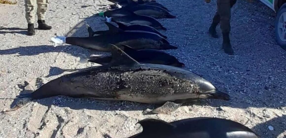 Aparecieron muertos 16 delfines en la costa de la provincia de Río Negro