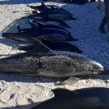 Aparecieron muertos 16 delfines en la costa de la provincia de Río Negro