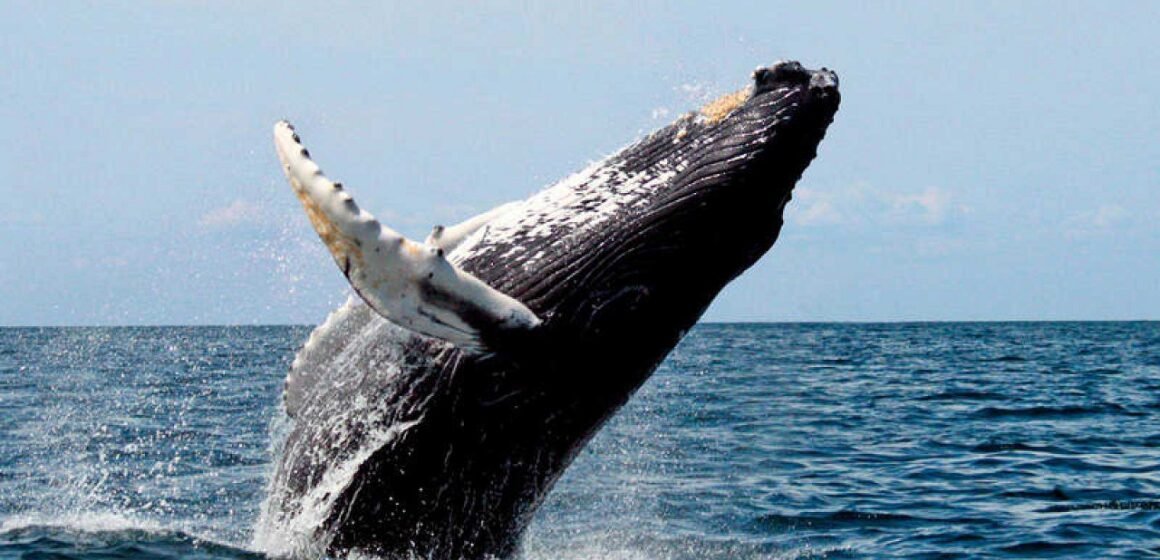 La ballena franca austral se encuentra bajo amenaza por el calentamiento de los océanos