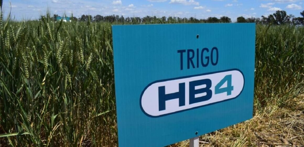 Brasil aprobó el trigo transgénico HB4 de Bioceres