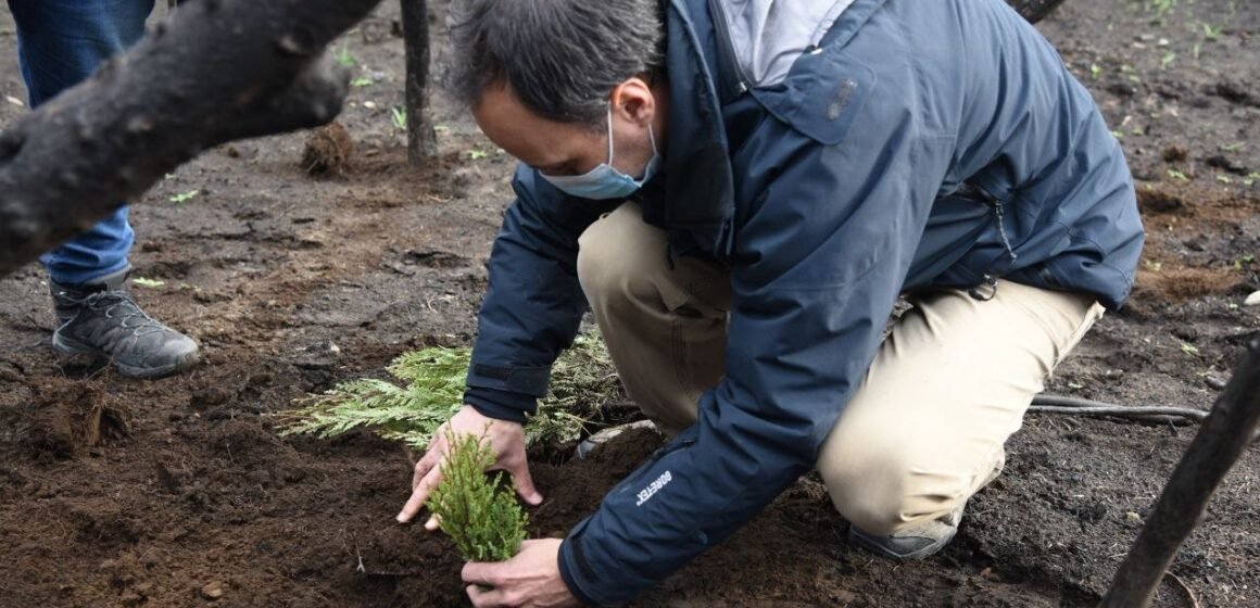 Avanzan con la reforestación en Chubut