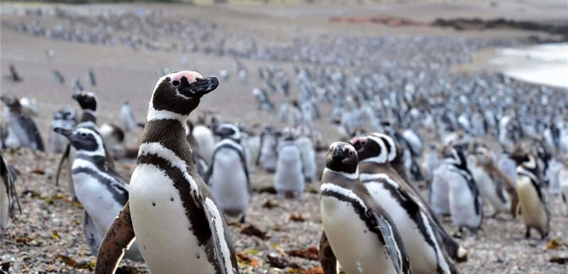 Argentina protege al 80% de la población mundial de los pingüinos de Magallanes