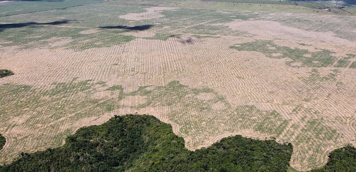 Brasil: la deforestación anual de la Amazonía se dispara un 29%