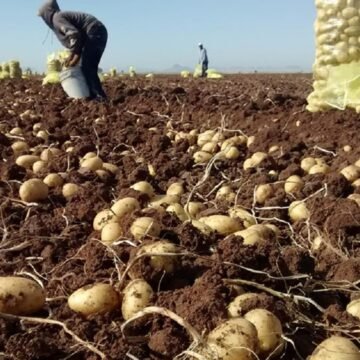 Detectaron explotación laboral en campos de San Luis y Córdoba