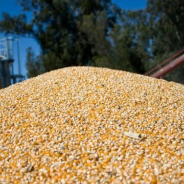 Los productores deberán informar dos veces al año su stock de granos