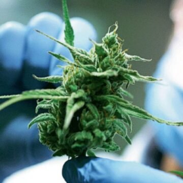 El Gobierno lanzó la Agencia Nacional de Cannabis