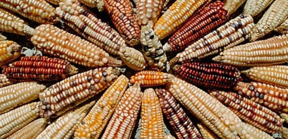 EEUU exigió a México una explicación científica para prohibición de maíz transgénico