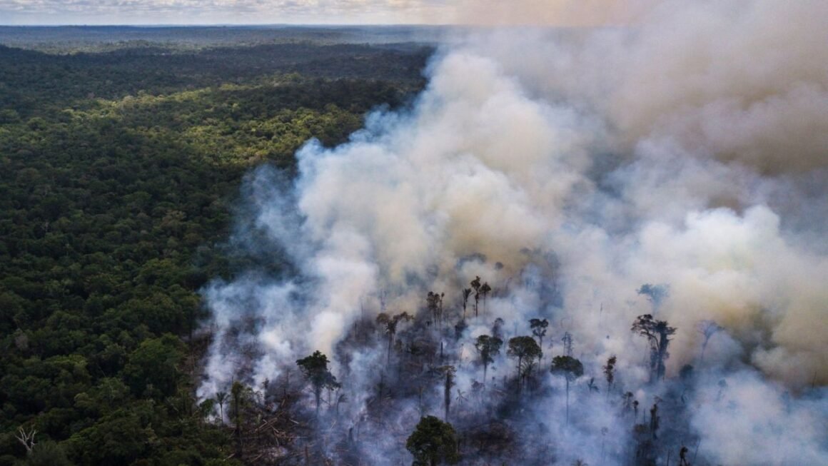 Brasil quemó 160.000 kilómetros cuadrados de vegetación en 30 años