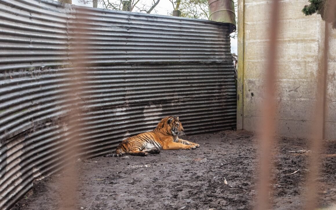Ambiente y Four Paws trasladan dos tigres rescatados hacia un santuario en Jordania