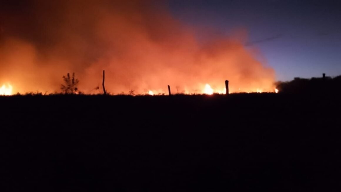 Incendios forestales: 90 hectáreas afectadas en la reserva de Punta Lara