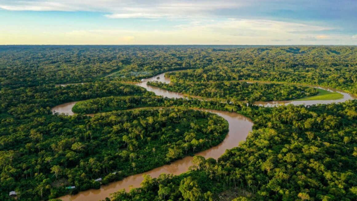 Bajó la deforestación en la selva amazónica de Brasil